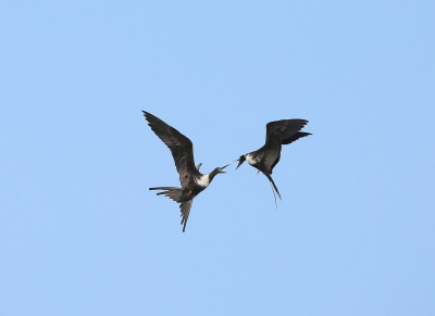 Frigate Birds Dispute
